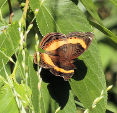 Junonia elgiva