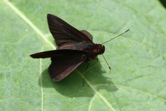 Miltomiges cinnamomea