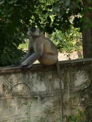 Semnopithecus entellus
