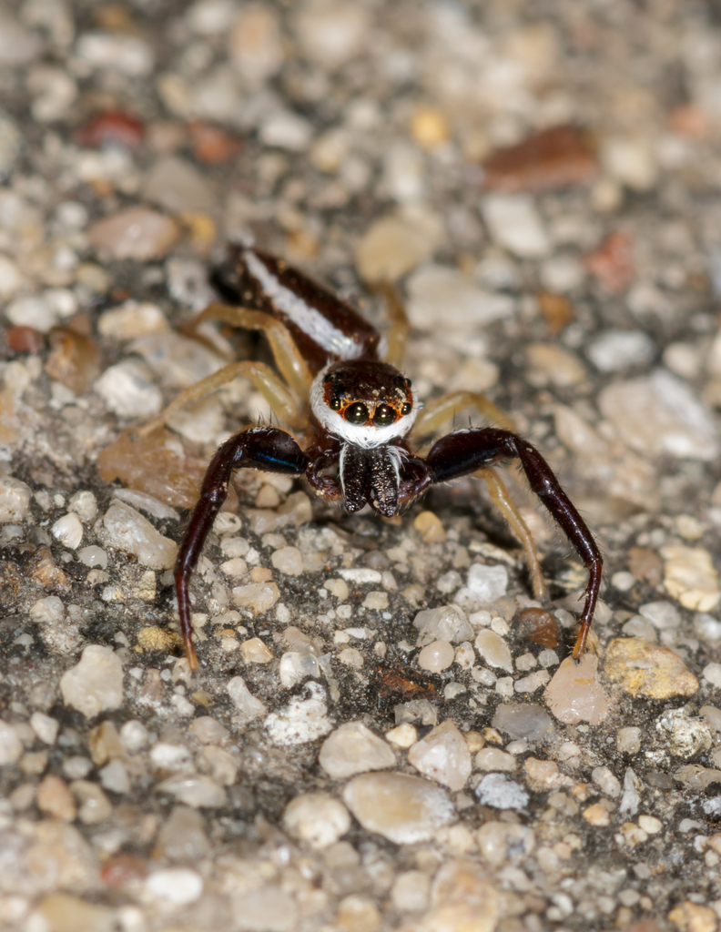 Common Hentz Jumping Spider