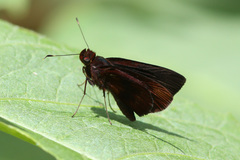 Miltomiges cinnamomea