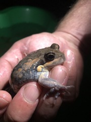 Limnodynastes dumerilii dumerilii
