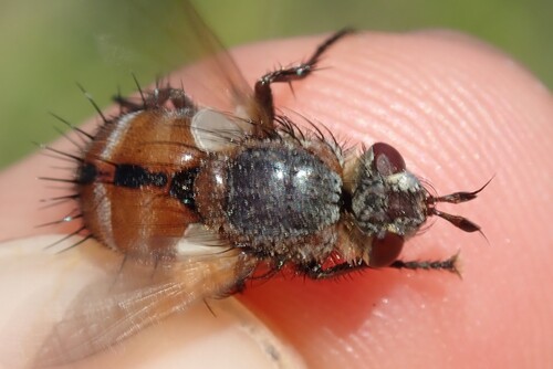 Tachina praeceps