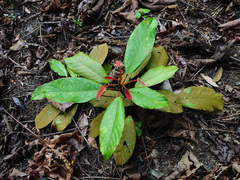 Elaeocarpus ferrugineus