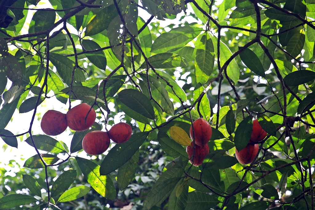 Tabernaemontana macrocarpa (Tabernaemontana macrocarpa)