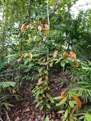 Elaeocarpus ferrugineus