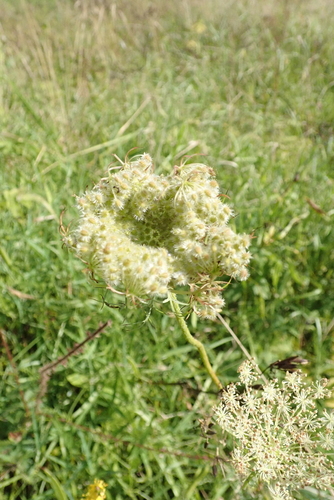 wild carrot