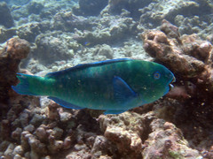 Chlorurus enneacanthus