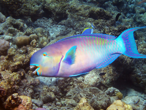 Zwaarsnavel-papegaaivis (Chlorurus strongylocephalus) — Scaridae — 5
