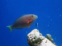 Chlorurus strongylocephalus