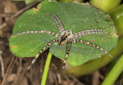 Nilus radiatolineatus