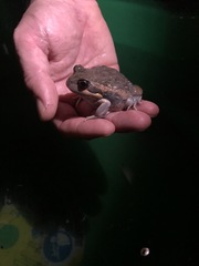 Limnodynastes dumerilii dumerilii