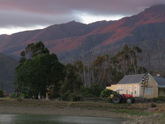 Eucalyptus cladocalyx