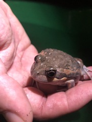 Limnodynastes dumerilii dumerilii