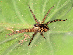 Nilus radiatolineatus
