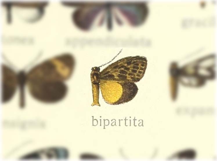 Anarbudas bipartita