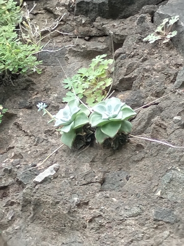 San Francisco Liveforever (Dudleya rubens)