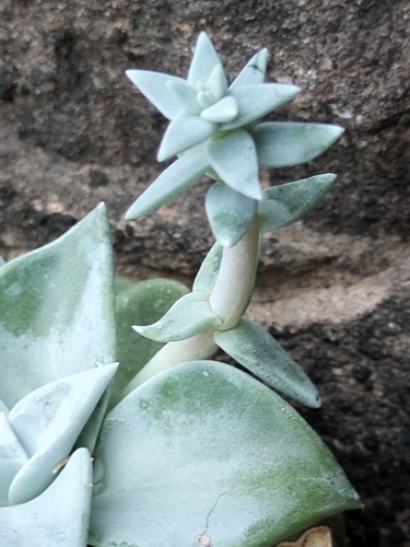 Dudleya rubens