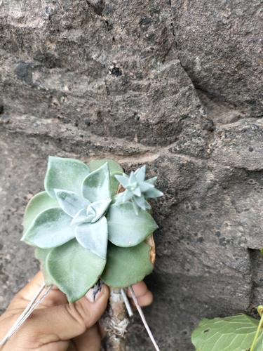 Dudleya rubens