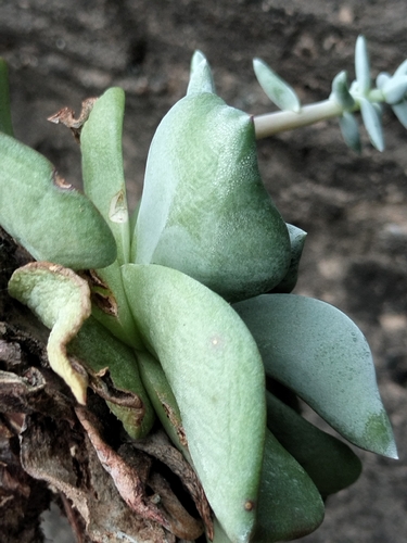 Dudleya rubens