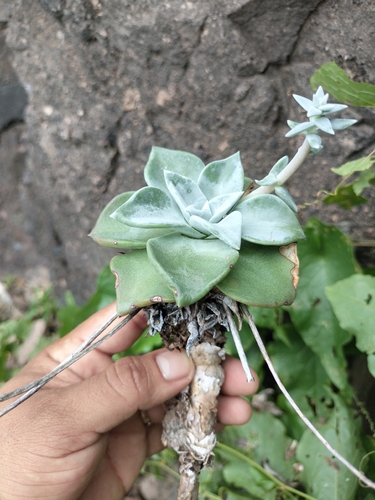 Dudleya rubens