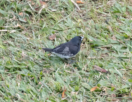 Black-and-white Mannikin (Spermestes bicolor), photo 7