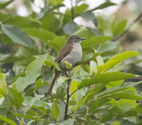 Slender-billed Greenbul (Stelgidillas gracilirostris), photo 8