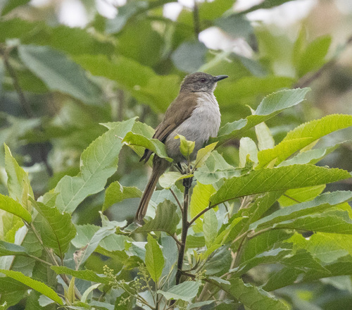 Slender-billed Greenbul (Stelgidillas gracilirostris), photo 9