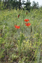 Lilium pumilum