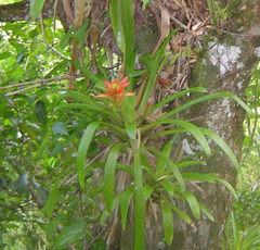 Guzmania lingulata