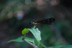 Heliocypha fenestrata cornelli