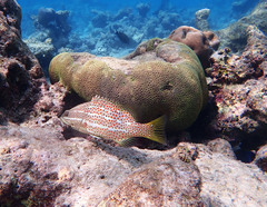 Anyperodon leucogrammicus