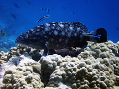 Epinephelus coeruleopunctatus