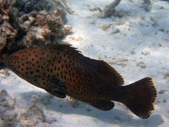 Epinephelus longispinis