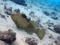 Epinephelus longispinis