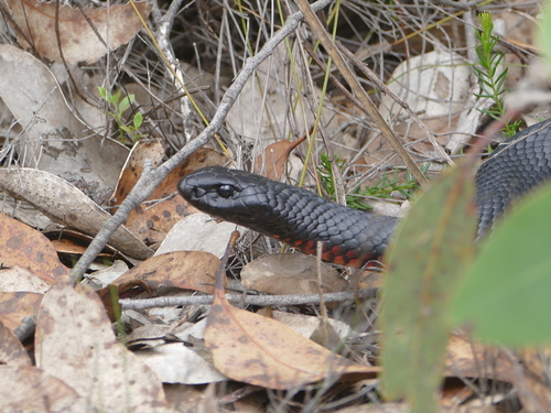 Red-bellied Black Snake sighting