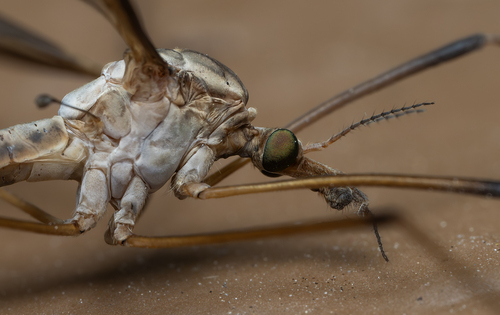 Marsh Crane Fly, photo 2 of 7