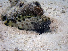 Epinephelus macrospilos