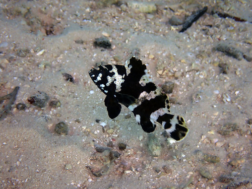 Net-tandbaars (Epinephelus miliaris) — Serranidae