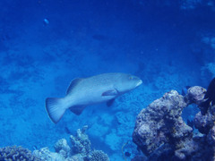 Plectropomus areolatus