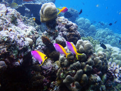 Mirolabrichthys evansi