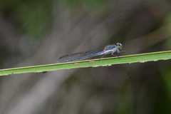 Pseudagrion draconis