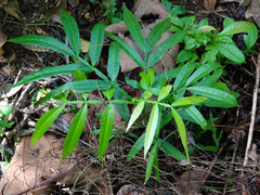 Lepisanthes alata