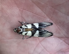 Heortia