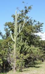 Cereeae