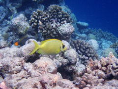 Siganus corallinus