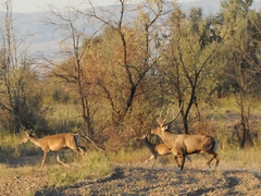 Central Asian Red Deer photo 4