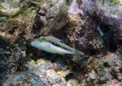 Canthigaster bennetti
