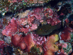 Canthigaster janthinoptera