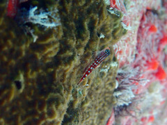 Helcogramma maldivensis